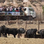 El club taurino de Estella visitó las instalaciones de Finca Toropasión