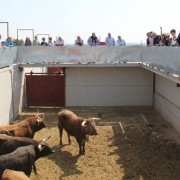 El club taurino de Estella visitó las instalaciones de Finca Toropasión