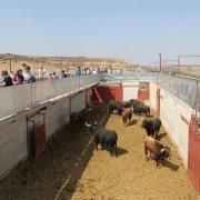 El club taurino de Estella visitó las instalaciones de Finca Toropasión