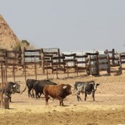 El club taurino de Estella visitó las instalaciones de Finca Toropasión