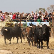 El club taurino de Estella visitó las instalaciones de Finca Toropasión