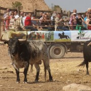 El club taurino de Estella visitó las instalaciones de Finca Toropasión