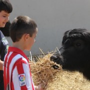 El club taurino de Estella visitó las instalaciones de Finca Toropasión