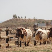 El club taurino de Estella visitó las instalaciones de Finca Toropasión