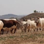 El club taurino de Estella visitó las instalaciones de Finca Toropasión