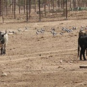 El club taurino de Estella visitó las instalaciones de Finca Toropasión