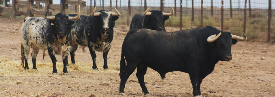 cabecera_toros_zaragoza