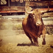 La mirada de Instagram en Finca Toropasión