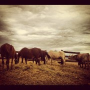 La mirada de Instagram en Finca Toropasión