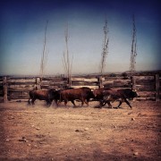 La mirada de Instagram en Finca Toropasión