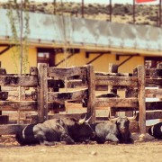 La mirada de Instagram en Finca Toropasión