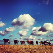 La mirada de Instagram en Finca Toropasión