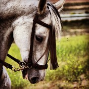 La mirada de Instagram en Finca Toropasión