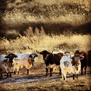 La mirada de Instagram en Finca Toropasión