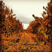 La mirada de Instagram en Finca Toropasión