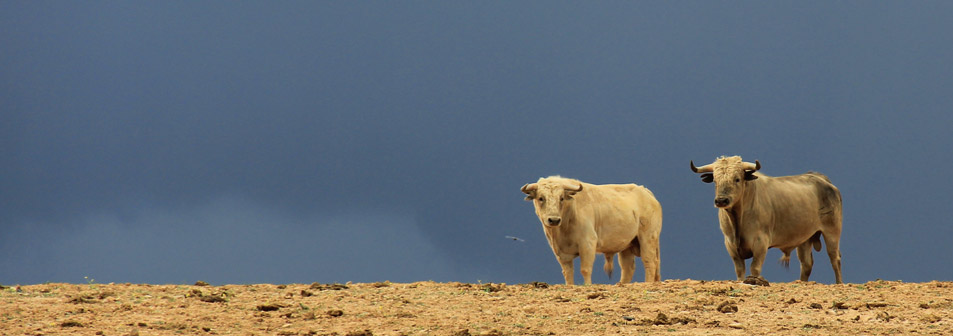 Finca Toropasión, la belleza del toro en el campo