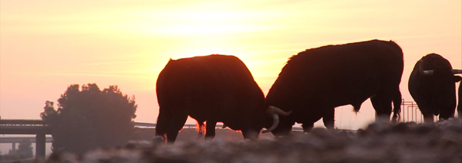 Finca Toropasión, la belleza del toro en el campo