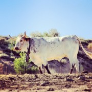 La mirada de Instagram en Finca Toropasión II