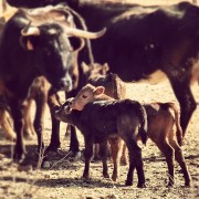 La mirada de Instagram en Finca Toropasión II