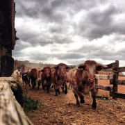 La mirada de Instagram en Finca Toropasión II