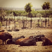 La mirada de Instagram en Finca Toropasión II