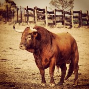 La mirada de Instagram en Finca Toropasión II