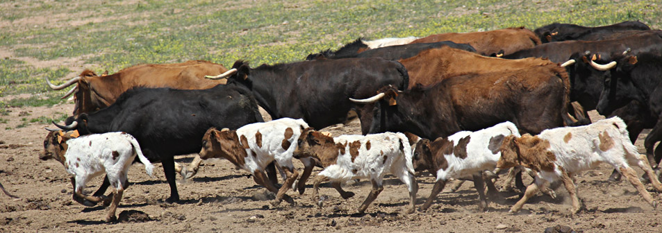 Finca Toropasión, la belleza del toro en el campo