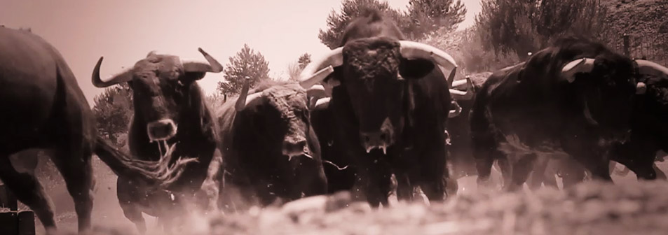 Finca Toropasión, la belleza del toro en el campo