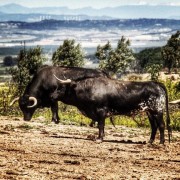 La mirada de Instagram en Finca Toropasión III