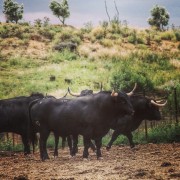 La mirada de Instagram en Finca Toropasión III