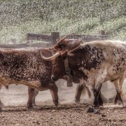 La mirada de Instagram en Finca Toropasión III