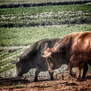 La mirada de Instagram en Finca Toropasión III