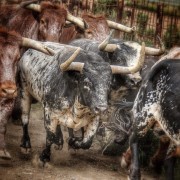 La mirada de Instagram en Finca Toropasión III