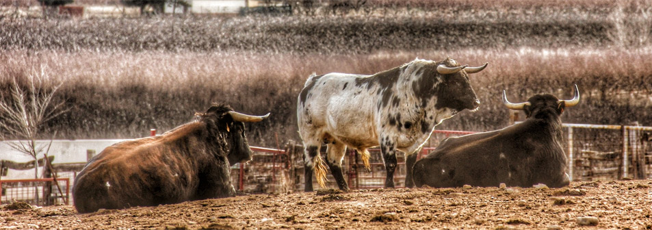 Finca Toropasión, la belleza del toro en el campo