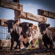 El campo bravo, ese espacio mágico donde la bravura brilla