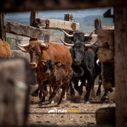 La mirada de Instagram en Finca Toropasión IV