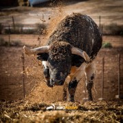 La mirada de Instagram en Finca Toropasión IV