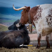 La mirada de Instagram en Finca Toropasión IV