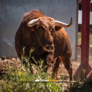 El campo bravo, ese espacio mágico donde la bravura brilla