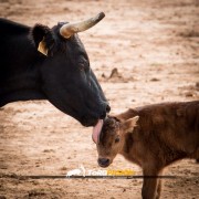 La mirada de Instagram en Finca Toropasión IV