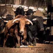 La mirada de Instagram en Finca Toropasión IV