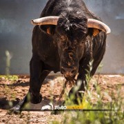 El campo bravo, ese espacio mágico donde la bravura brilla