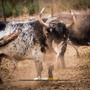 El campo bravo, ese espacio mágico donde la bravura brilla