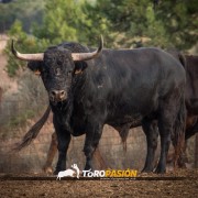 El campo bravo, ese espacio mágico donde la bravura brilla