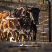 La mirada de Instagram en Finca Toropasión IV