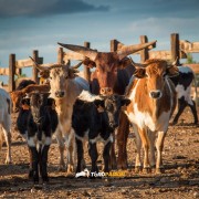 La mirada de Instagram en Finca Toropasión IV