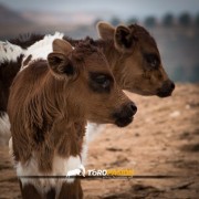 La mirada de Instagram en Finca Toropasión IV