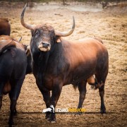 La mirada de Instagram en Finca Toropasión IV