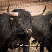 La mirada de Instagram en Finca Toropasión IV