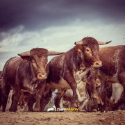 El campo bravo, ese espacio mágico donde la bravura brilla